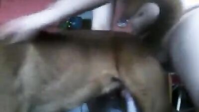 Bestiality video: bestiality zoo porno japanese