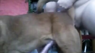 Bestiality video: bestiality zoo porno japanese