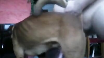 Bestiality video: bestiality zoo porno japanese
