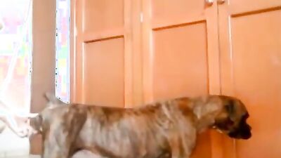 Animal sex: zoo bestiality k9 porno