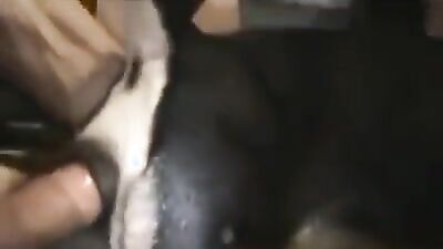 Dog sex: dog fuck girl hentai cartoon sex video