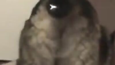 Art of zoo porno: small sexy girl animal dog porno video