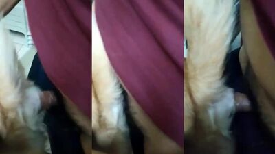 Dog licking girl: dog fucks girl animal porn