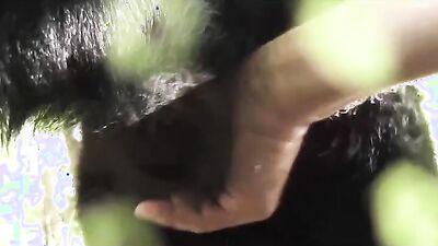 Bestiality dog: sex dog eating pussy