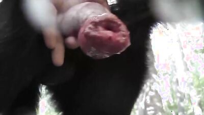 Bestiality dog: sex dog eating pussy