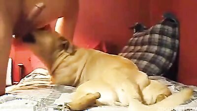 Zoo porn compilation: granny women and dog zoo porn