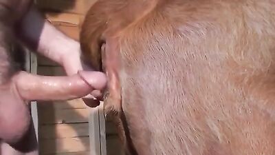 3d bestiality: sex between animals and hot girls