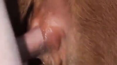 3d bestiality: sex between animals and hot girls
