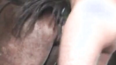 Porn bestiality: dog sex film