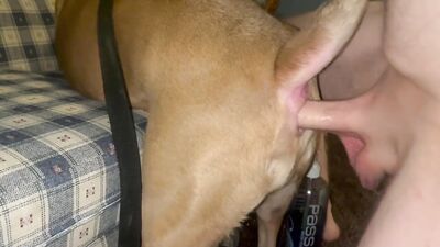 Zoo video: pig and dog porn