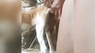 Porn bestiality: japan shit zoo porn