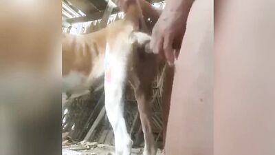 Porn bestiality: japan shit zoo porn