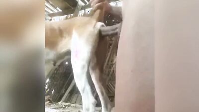 Porn bestiality: japan shit zoo porn
