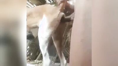 Porn bestiality: japan shit zoo porn