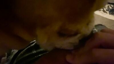 Zoo dog porn: dog porn stories