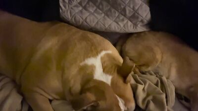 Dog sex video: hq dog sex porn