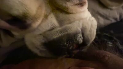 Dog sex video: hq dog sex porn