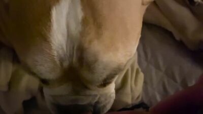 Dog sex video: hq dog sex porn
