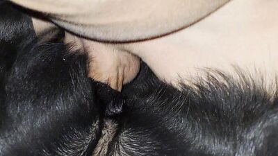 Dog sex: porno gay animal