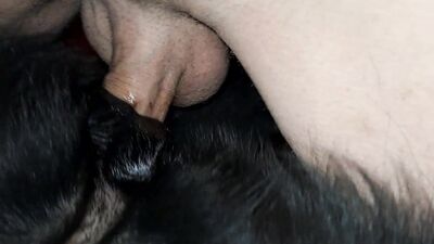 Dog sex: porno gay animal
