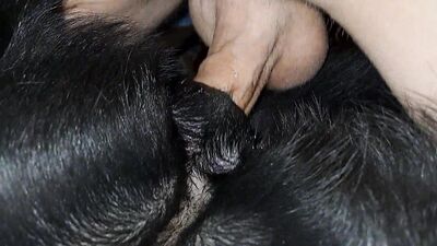 Dog sex: porno gay animal