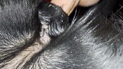 Dog sex: porno gay animal