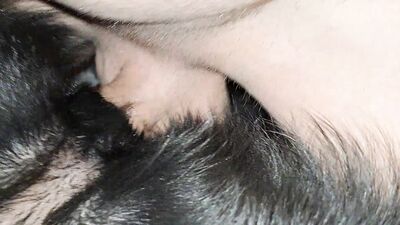 Dog sex: porno gay animal