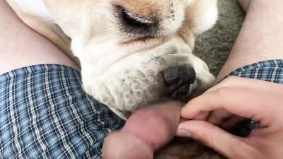 Bestiality horse: zooskool videos bestiality sex