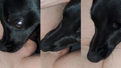 Zoo dog porn: silesto dog sex nude