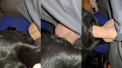 Animal crossing porn: house dog porn
