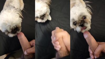 Dog girl: webcam animal sex