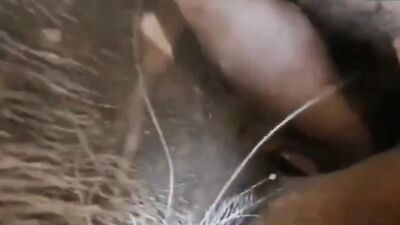 Zoo sex video: bestialzone porn zoo