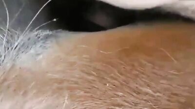 Zoo sex video: bestialzone porn zoo