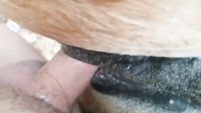 Bestiality hentai manga: anime animal porno