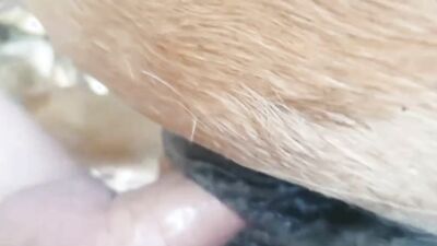 Bestiality hentai manga: anime animal porno