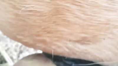 Bestiality hentai manga: anime animal porno