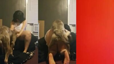 Zoo fuck porn: animal human sex 4k