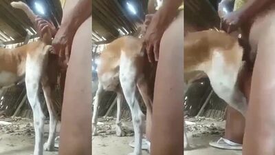 Art of zoo porn: animal sex comix