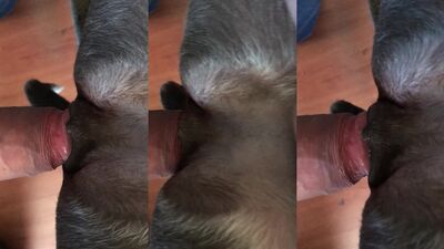 Russian zoo porn: pamela black cat part 4 zoo sex