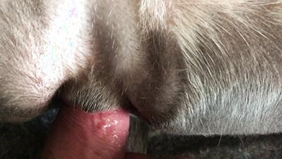 Animal dog sex: bali zoo porn