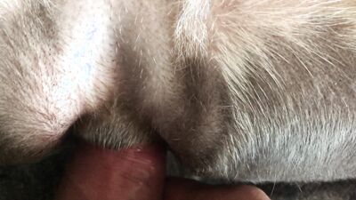 Animal dog sex: bali zoo porn