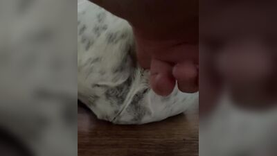 Dog get girl: bestiality video compilation