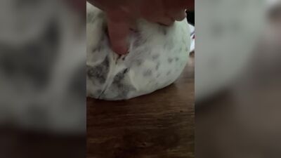 Dog get girl: bestiality video compilation