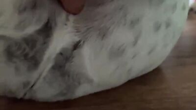 Dog get girl: bestiality video compilation