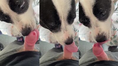 Zoophilia porn: k9 sex zoo