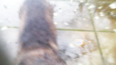 Dog gay porn: porn stories dog transformation