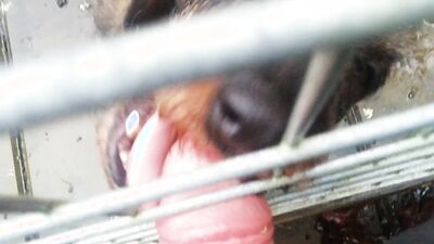 Dog gay porn: porn stories dog transformation