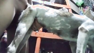 Bestiality porno: dog licks asian girl