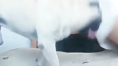 Bestiality porn: coco triple zoo porn