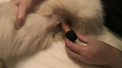 Bestiality video: new zoo porn 2026